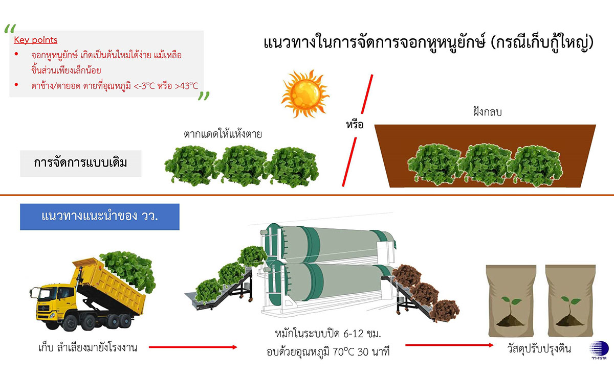 2478 วว จอกหูหนูยักษ์2