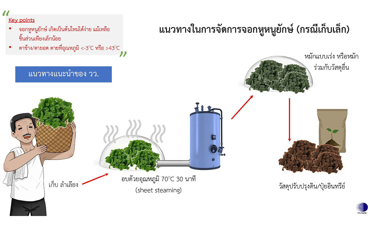 2478 วว จอกหูหนูยักษ์3