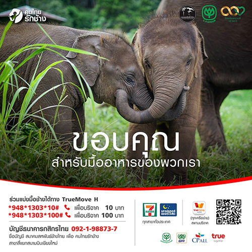 10962 CPF elephant