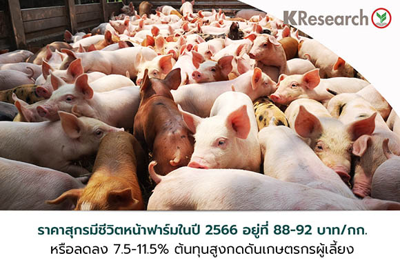 5294 KR Pigs