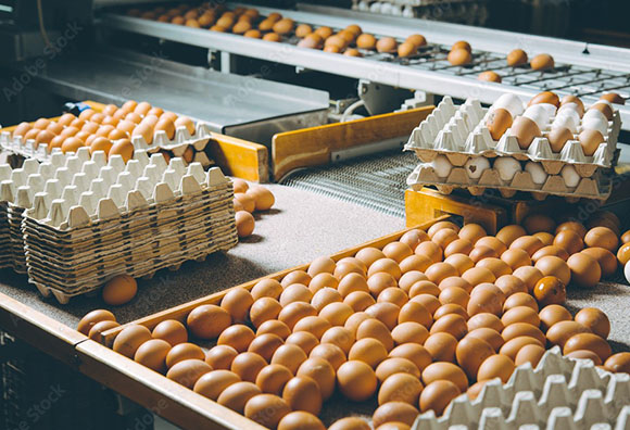 11982 ส ผู้ผลิตฯ ส่งออกไข่ไก่