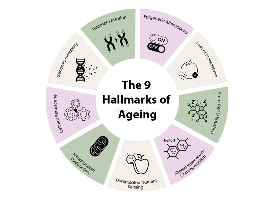 3361 The 9 Hallmark of aging